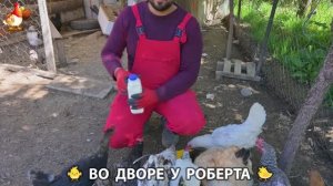 Содержание кур в домашних условиях и других птиц во дворе у Роберта 🐣🐤🦆🐔🪿🦃 (511)