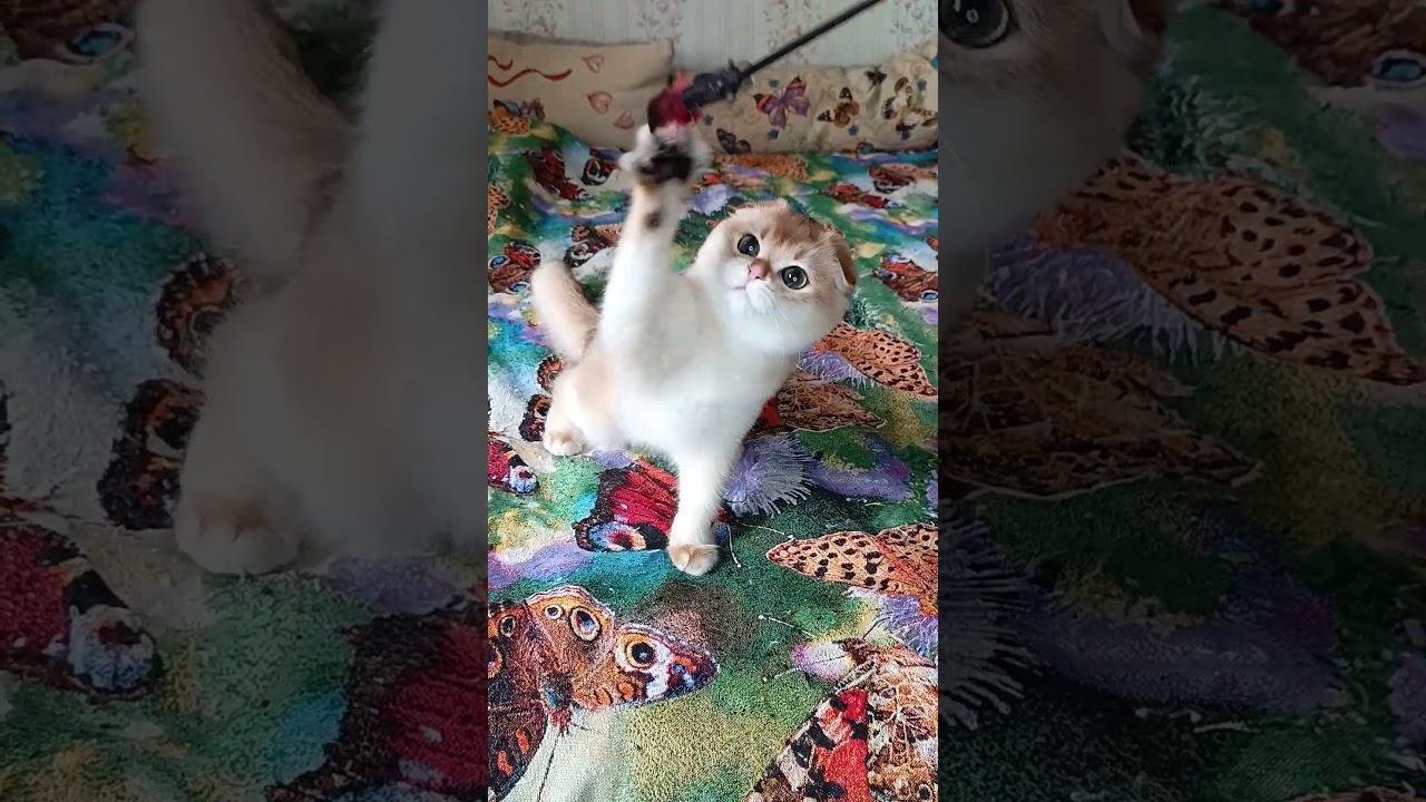 Кот Соловей играет с игрушкой  Котик ищет новый дом