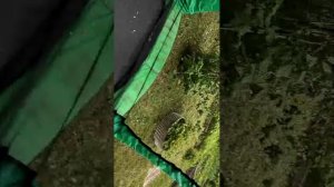 обзор дачи чек