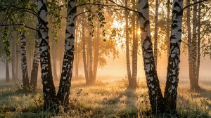 прогулка по березовой роще