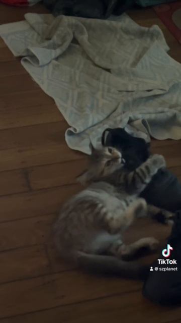 Котенок и ботинок