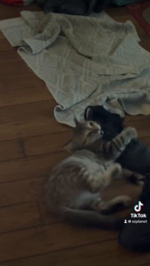 Котенок и ботинок