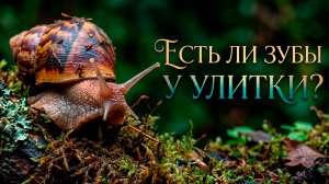 Зубастые и смекалистые. Скрытые суперспособности улиток, о которых вы не знали