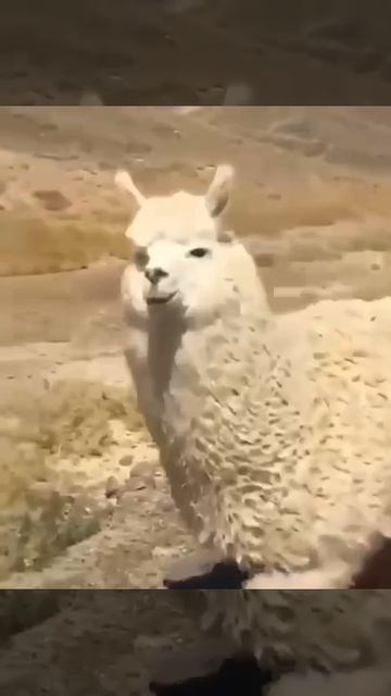 альпака