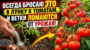 Что класть в лунку при посадке ПОМИДОРОВ, а что категорически нельзя Томаты завалят урожаем
