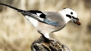 Звук природы. Пение птицы Сойка [Garrulus glandarius] в деревне