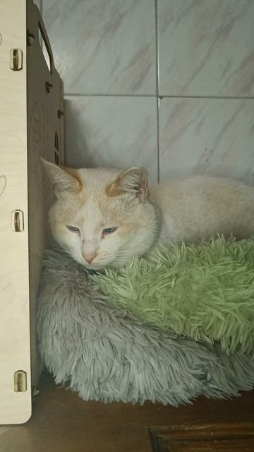 Котики 😻 смотреть онлайн