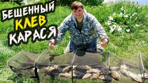 ТАКОЙ РЫБАЛКИ НЕ ЖДАЛ!  Карась на фидер устроил БЕСПРЕДЕЛ на реке