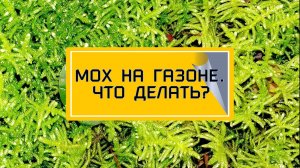 Мох на газоне. Что делать?