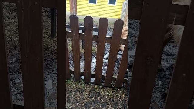 Побывали в контактном зоопарке.🐻