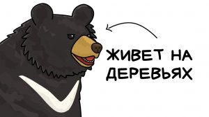 Ты — гималайский медведь (и это вся твоя жизнь)