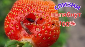 Избавляюсь от слизней. Полностью безопасный и доступный каждому метод.