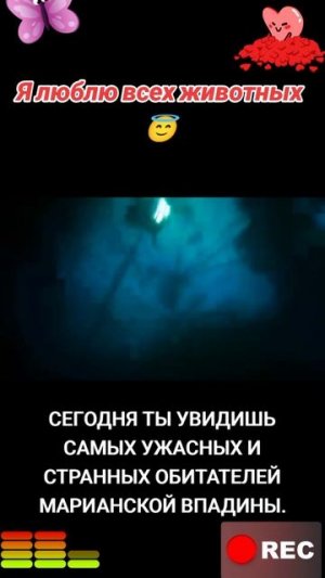 Я люблю всех животных😇