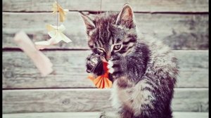 Маленький весёлый котёнок. 30.05.26
