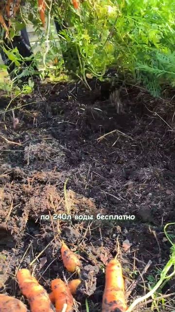 Подробно о том, как поливать росой, написала в своей статье на Дзене 