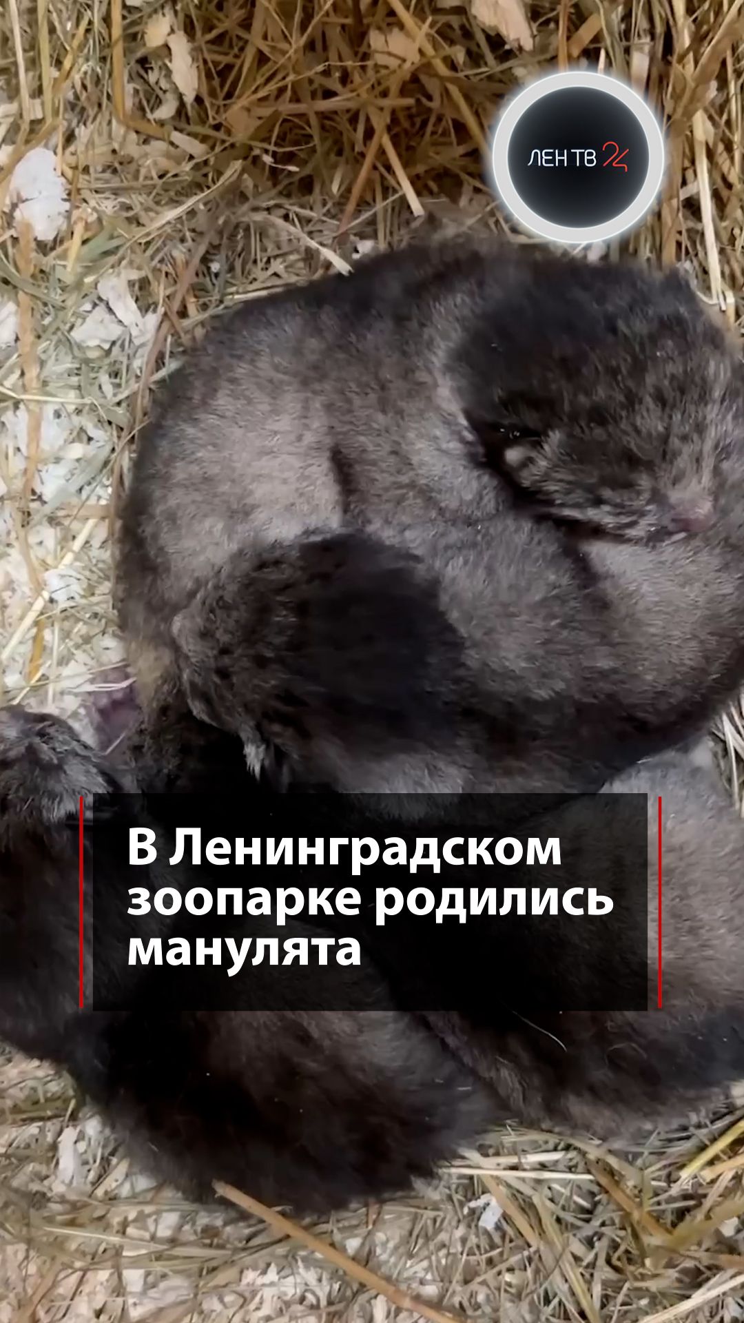 Пушистое пополнение в Ленинградском зоопарке