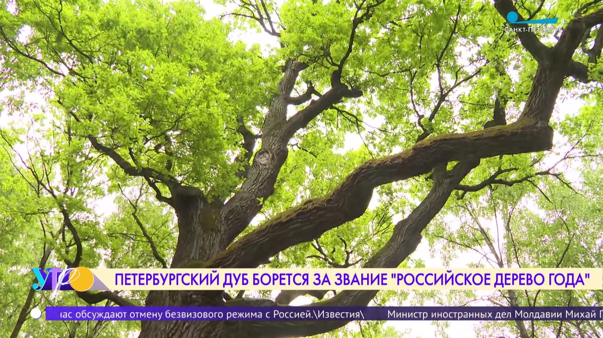 Петербургский дуб борется за звание главного дерева страны