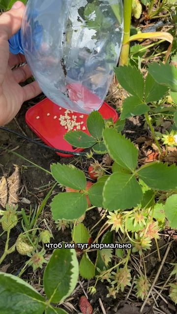 Клубники в этом году будет немного, сгниёт с такими дождями