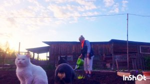 СЬЕЗДИЛИ В КВАРТИРУ, РАНЬШЕ ВОНЯЛ,НАКРАСИЛА ГУБЫ И В САРАЙ,ДЕРЕВЕНСКАЯ Я