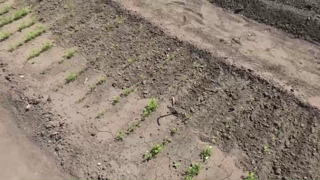 Прореживание моркови 1 июня