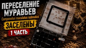 ПЕРЕСЕЛЕНИЕ МУРАВЬЁВ Camponotus maculatus subnudus