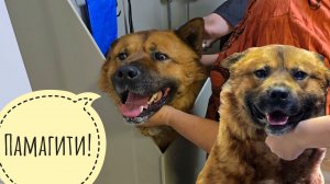 Пёс Кубик принимает муки и страдания под гнётом грумера и злых хозяев. Извели собаченьку совсем!
