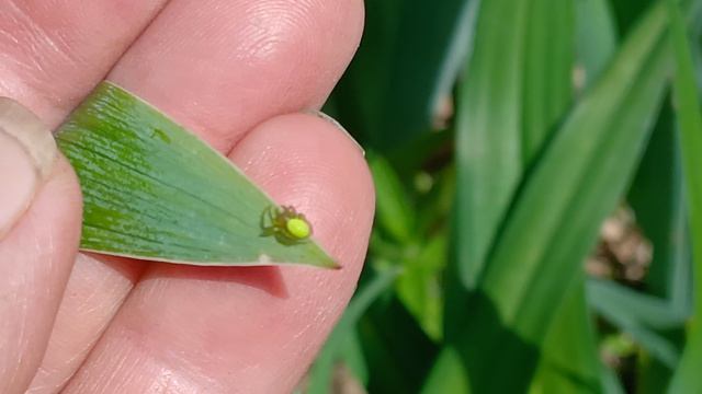 Паук Араниелла тыквообразная (Araniella Cucurbitina) - паук семейства Araneidae.