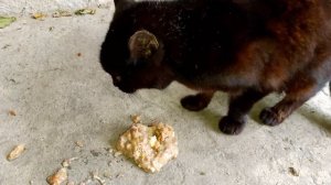 Накормила Чернушку.