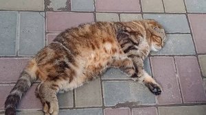 НЕ ЖИЗНЬ, А СКАЗКА
