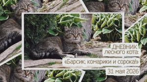 ДНЕВНИК лесного кота: «Барсик, комарики и сорока!» - 31.05.2026