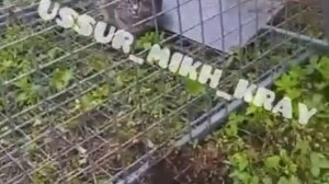 В посёлке Приморском в ловушку попала мини-версия леопарда
