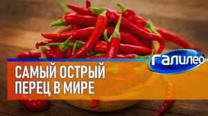 Галилео 🌶 Самый острый перец в мире