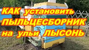 КАК установить ПЫЛЬЦЕСБОРНИК на ульи ЛЫСОНЬ !