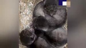 Четыре котенка родились у манулов Шу и Пепе в Ленинградском зоопарке.