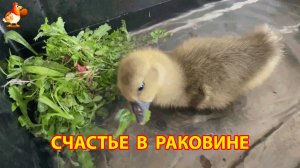 Двухнедельный гусёнок купается в раковине и кайфует, пока на улице холодно