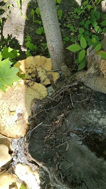 01-06-2026 А У НАС ГРИБЫ смотреть онлайн