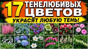 Что садить в тени 17 тенелюбивых растений, ЗАЦВЕТУТ   Что посадить в темном углу или под яблоней