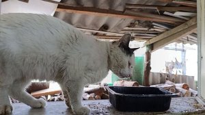 Бездомыш котик