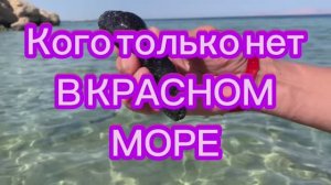 Египет 2026 Отель SAFIR CHARM 5* Чего только нет в Красном море