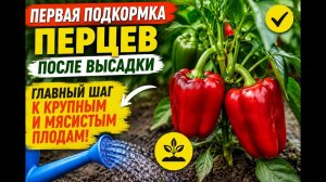 Не  ПРОПУСТИТЕ первую подкормку перцев! Именно сейчас закладывается весь будущий урожай