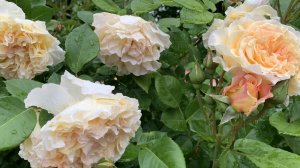 Прогулка по розовому саду 31.05.26