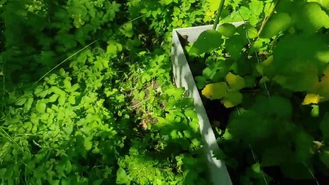 103-Дача..висит Груша нельзя скушать😁потому что зелëная😆12.08.22