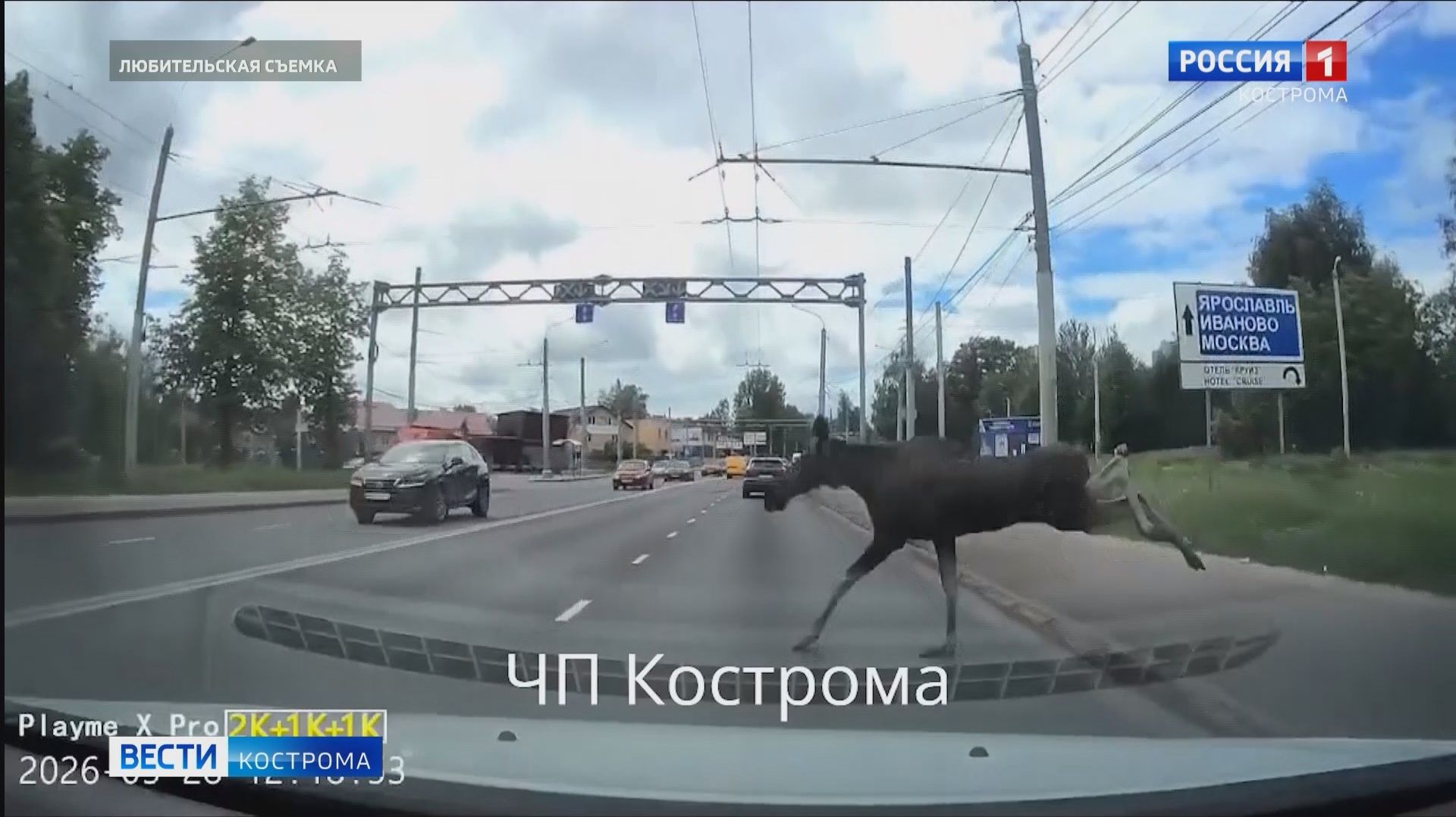 По Костроме разгуливают лоси смотреть онлайн