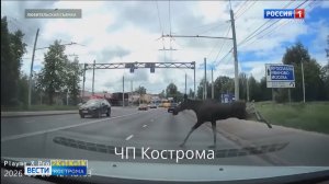 По Костроме разгуливают лоси