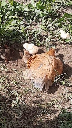 Малыши всё повторяют за мамкой