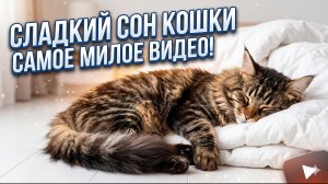 Кот мейн-кун спит целый день
