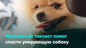 Московский таксист помог спасти умирающую собаку