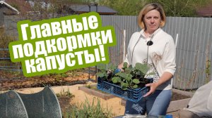 3 подкормки для капусты