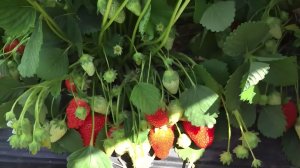 Для КЛУБНИКИ: Не упустите момент!🍓 Подкормка клубники, когда ягоды наливаются.