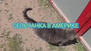 Сельчанка в Америке ЕДУ В ДРУГОЙ ГОРОД КУПИТЬ ПАВЛИНА